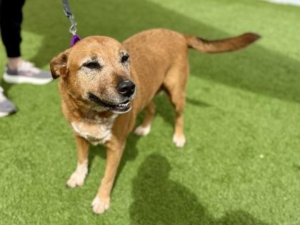 Bobbie J, Adopted, Adult Female Australian Cattle Dog / Blue Heeler.