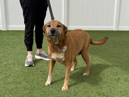 Enlarge Bobbie J, a Adopted mixed breed in Downers Grove, IL image 3/3