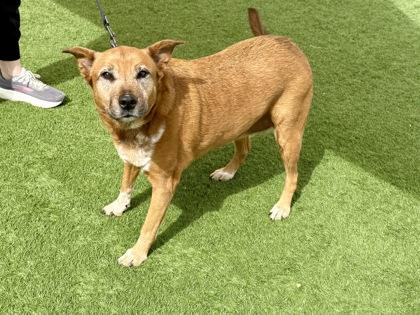 Enlarge Bobbie J, a Adopted mixed breed in Downers Grove, IL image 2/3