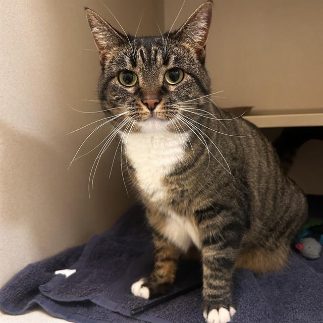 ARCADIA, Adoptable, Adult Male Domestic Short Hair.