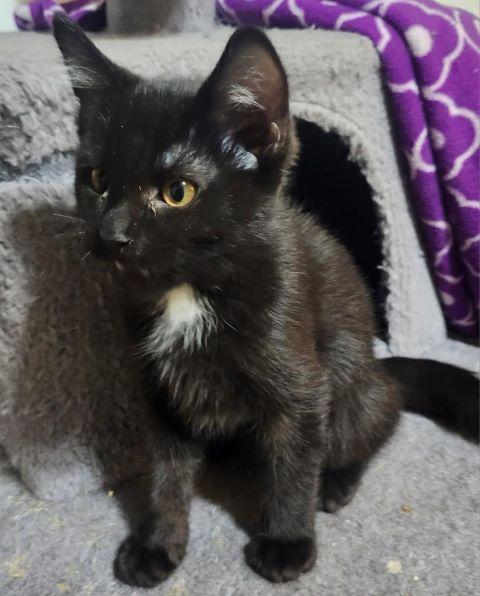 Cricket, Adopted, Kitten Male Domestic Short Hair.