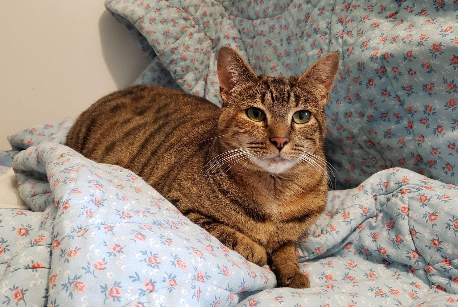 Lucy, Adoptable, Young Female Domestic Short Hair.