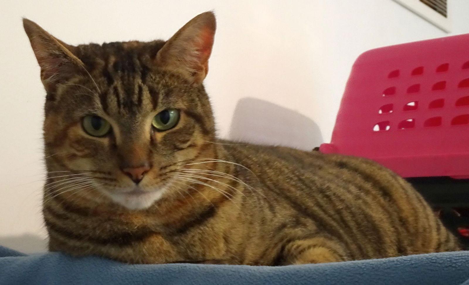 Lucy, a Adoptable Domestic Short Hair in Penndel, PA image 2/6