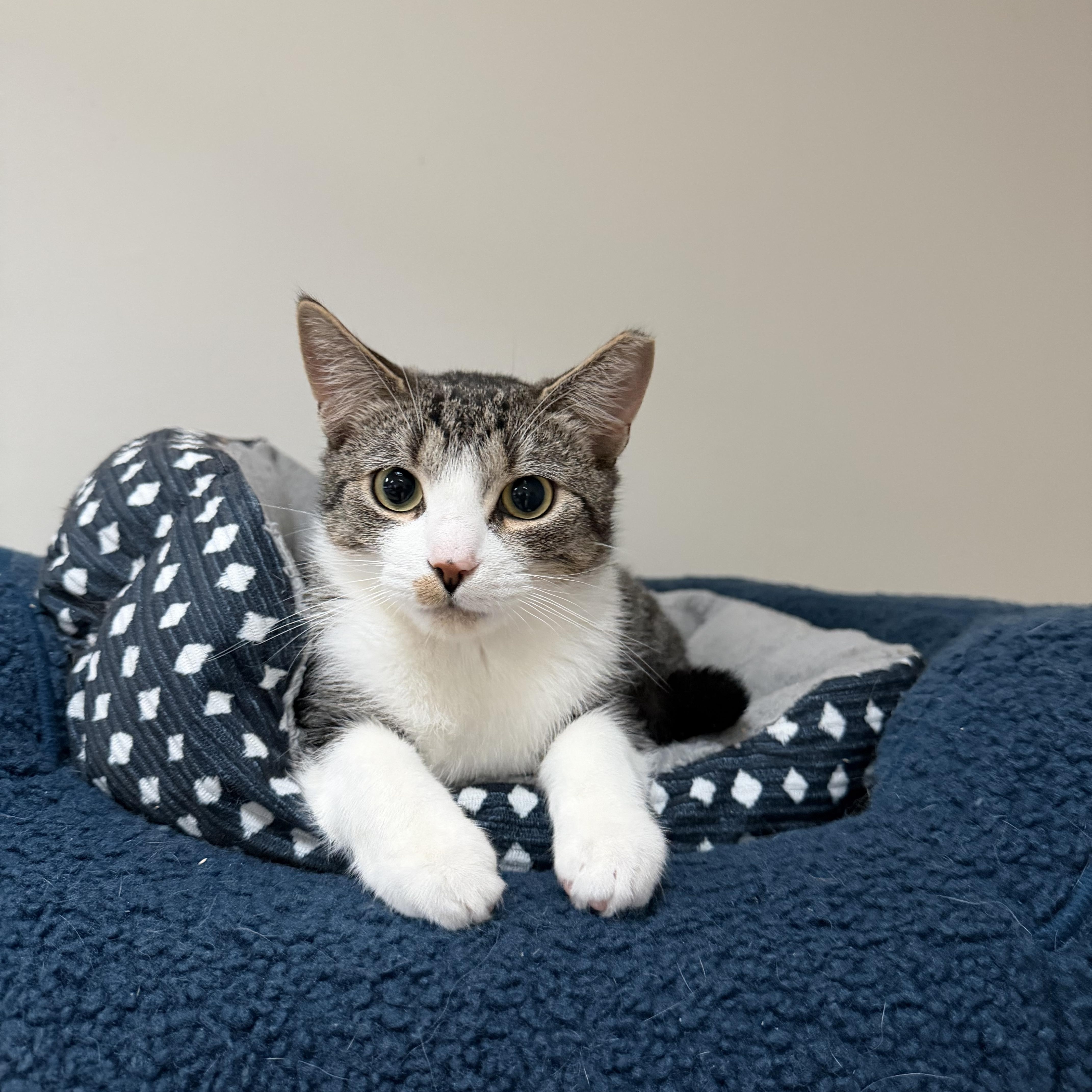 Enlarge WOODY (& ROBERT), a Adoptable Domestic Short Hair in Hamilton, NJ image 2/5