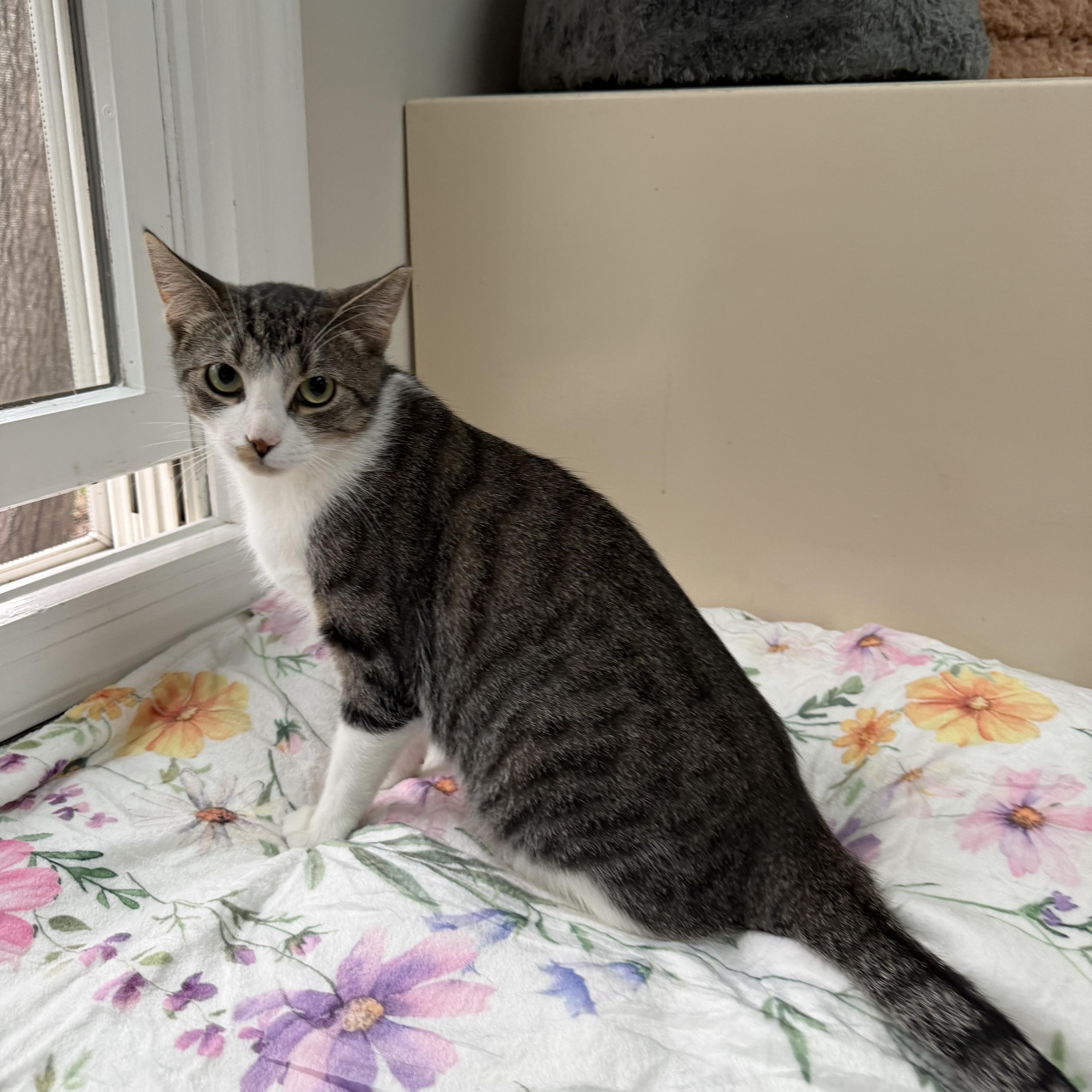 Enlarge WOODY (& ROBERT), a Adoptable Domestic Short Hair in Hamilton, NJ image 1/5
