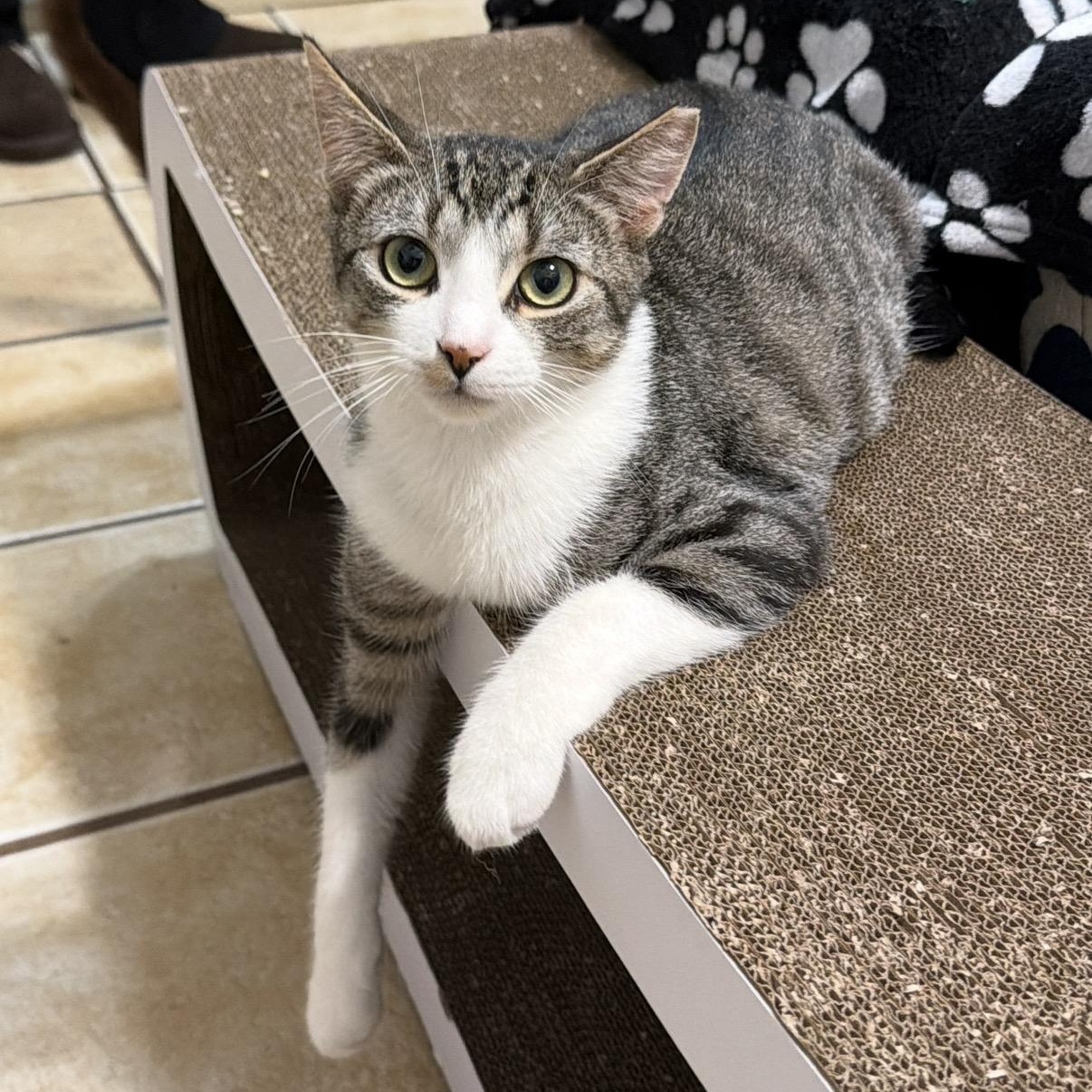 Enlarge WOODY (& ROBERT), a Adoptable Domestic Short Hair in Hamilton, NJ image 5/5