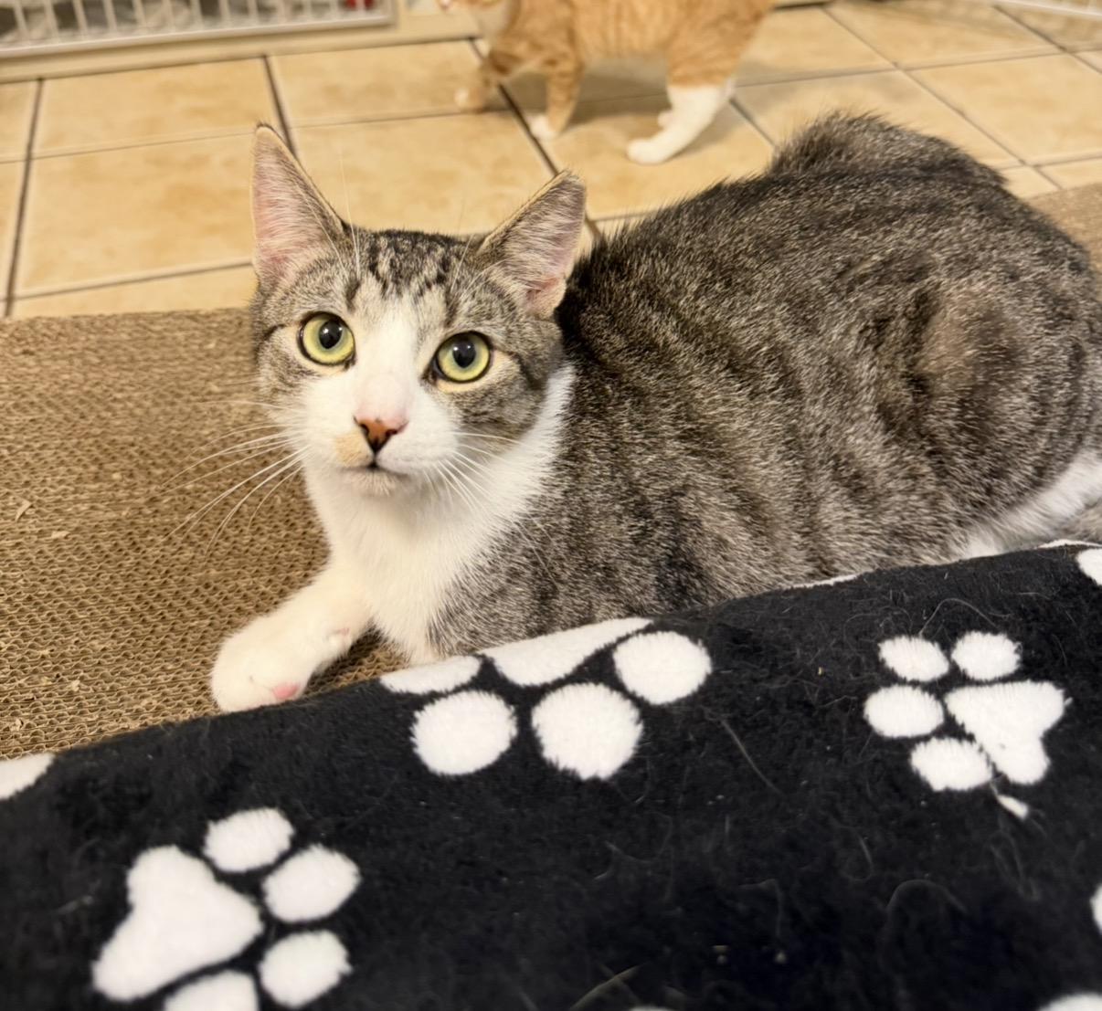 Enlarge WOODY (& ROBERT), a Adoptable Domestic Short Hair in Hamilton, NJ image 3/5