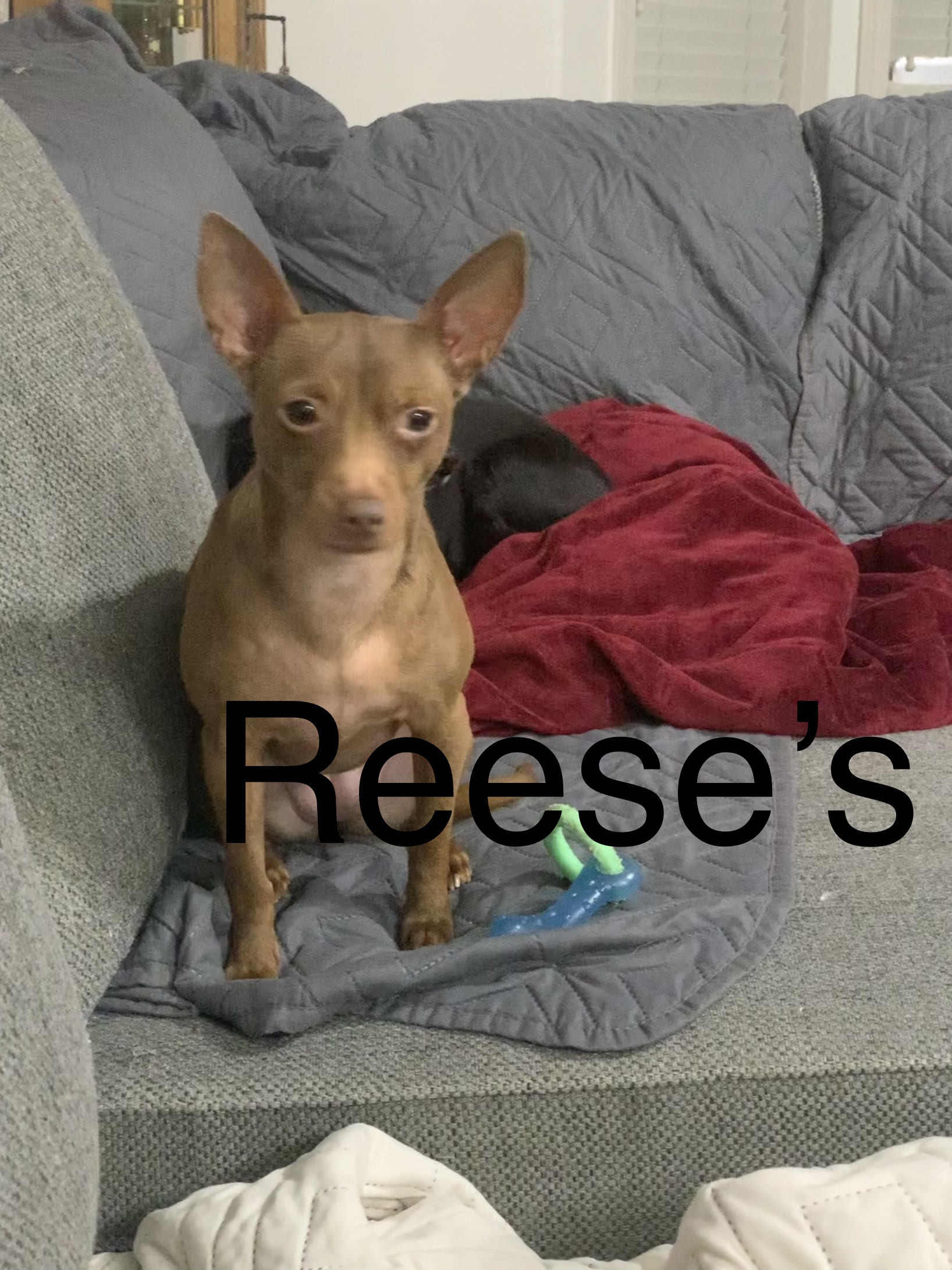 Reeses, Adoptable, Adult Female Miniature Pinscher & Chiweenie.