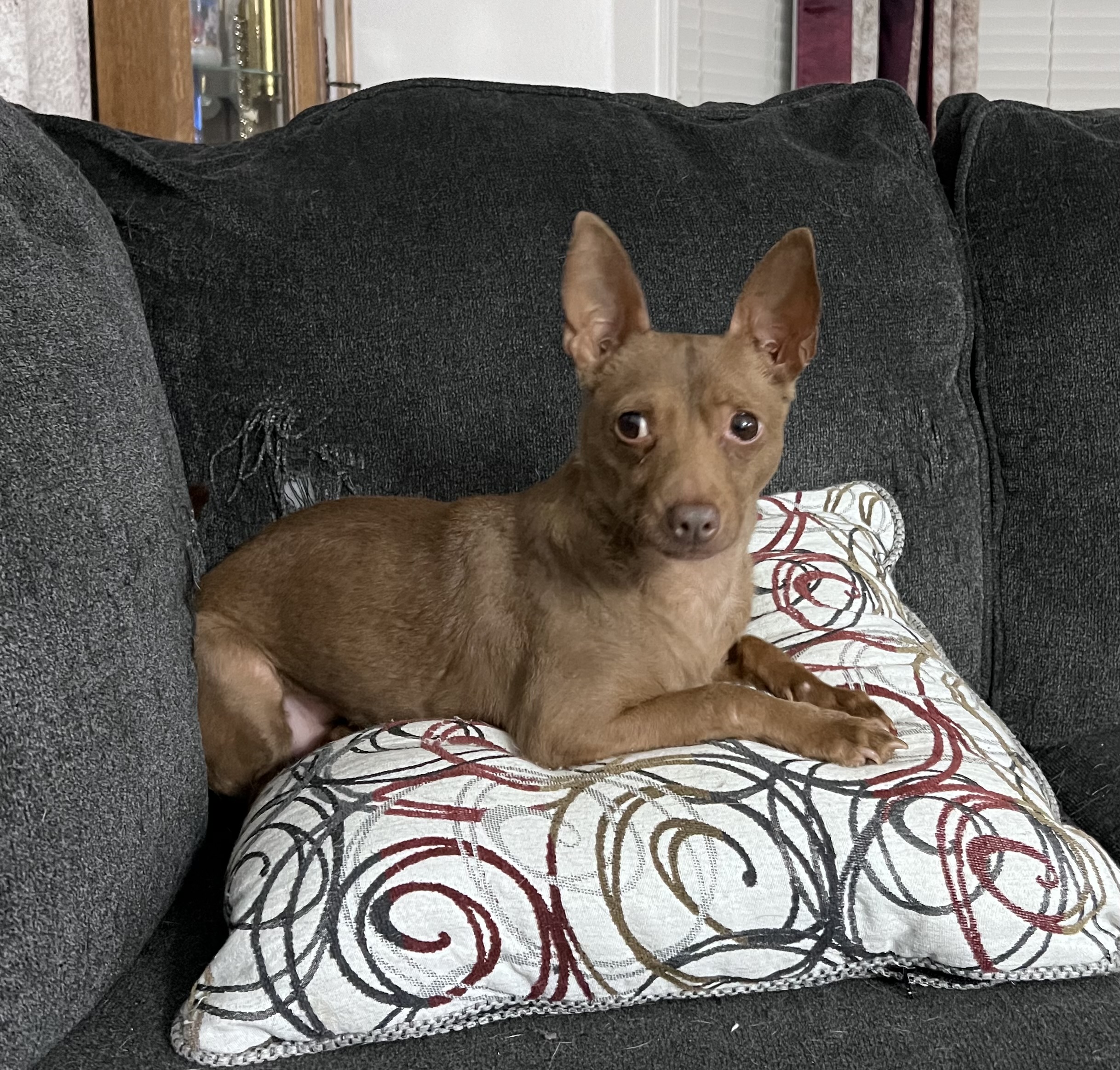 Enlarge Reeses, a Adoptable mixed breed in Seattle, WA image 4/5