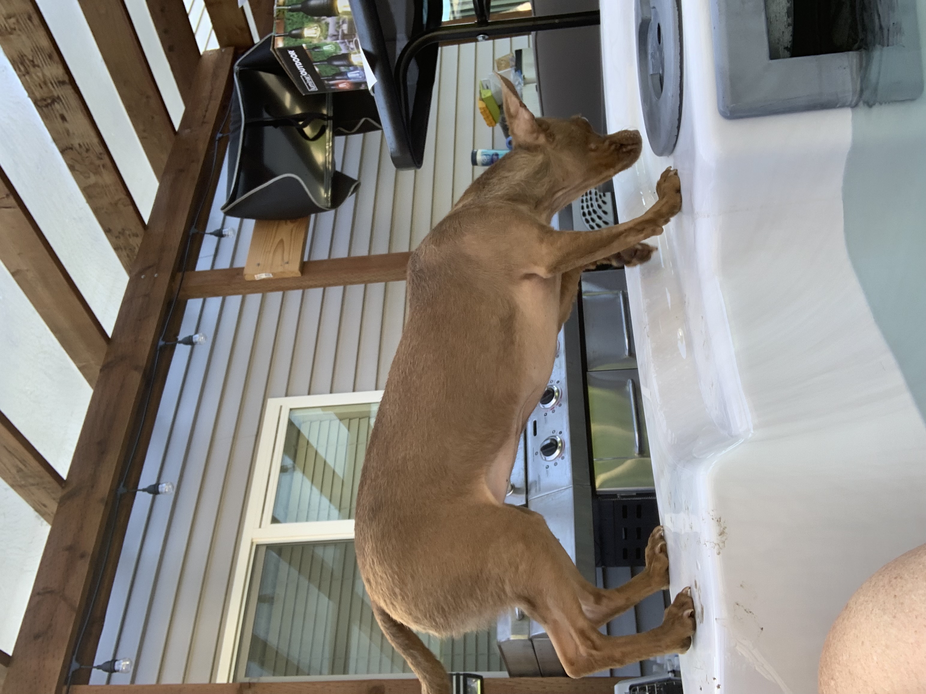 Enlarge Reeses, a Adoptable mixed breed in Seattle, WA image 2/5