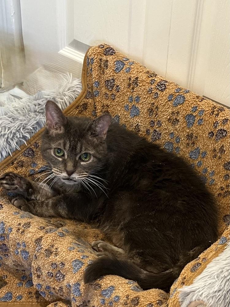 Enlarge Bubba, a Adoptable Domestic Short Hair in Bolton, CT image 1/6