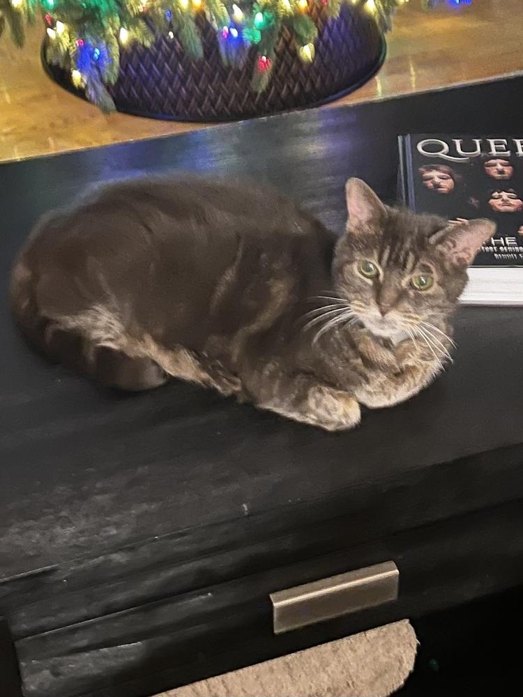 Enlarge Bubba, a Adoptable Domestic Short Hair in Bolton, CT image 2/6