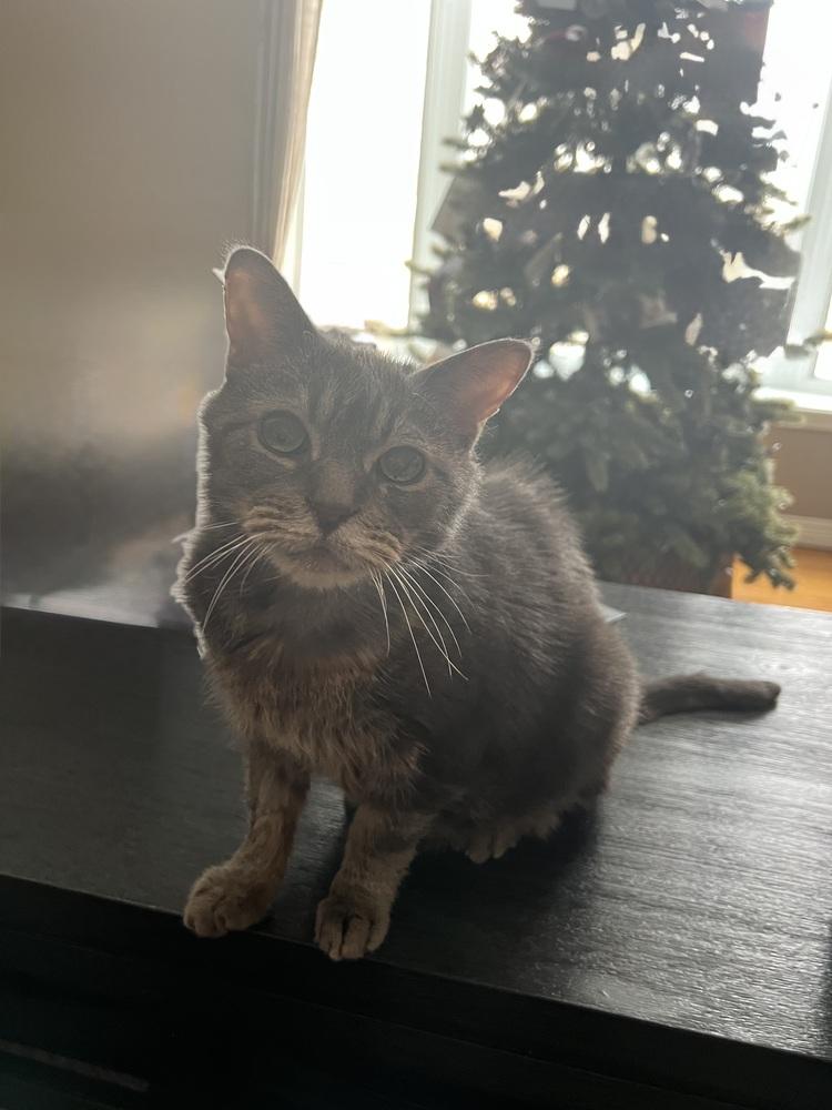 Enlarge Bubba, a Adoptable Domestic Short Hair in Bolton, CT image 4/6