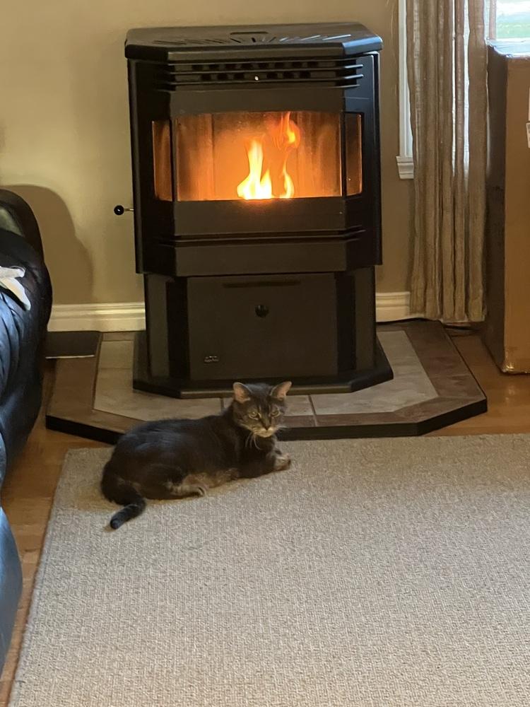 Enlarge Bubba, a Adoptable Domestic Short Hair in Bolton, CT image 5/6