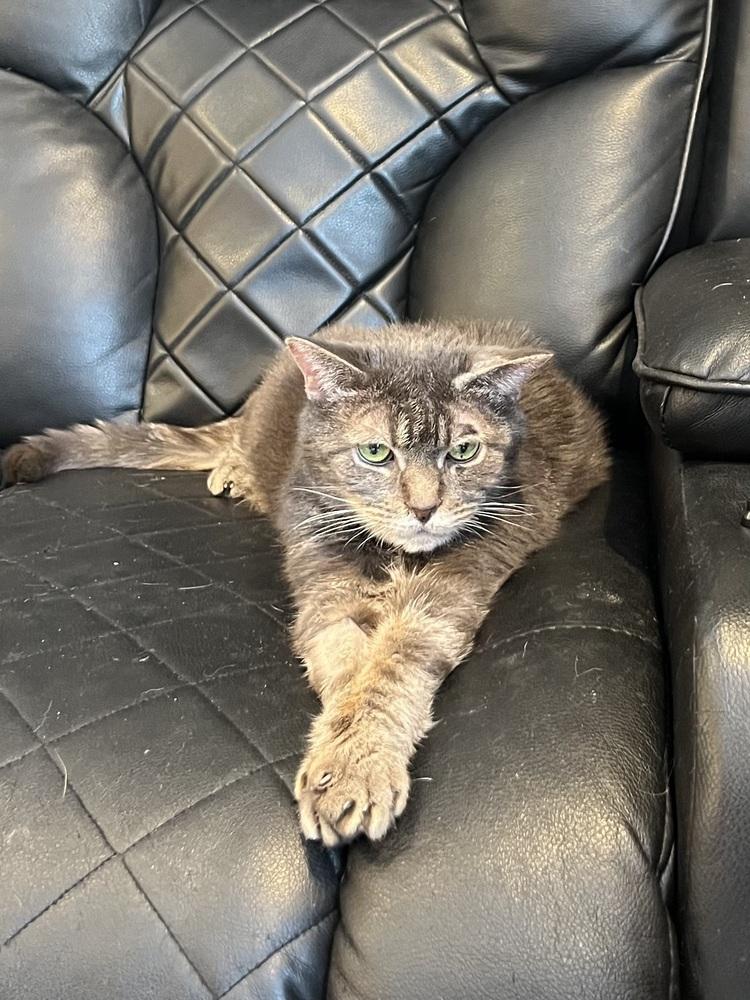 Enlarge Bubba, a Adoptable Domestic Short Hair in Bolton, CT image 6/6