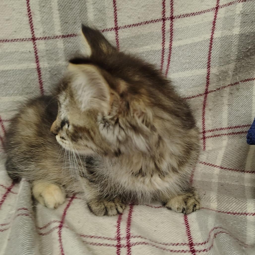 Arizona, Adoptable, Kitten Female Domestic Short Hair.