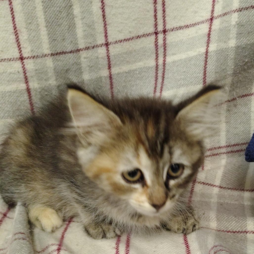 Enlarge Arizona, a Adoptable Domestic Short Hair in Coos Bay, OR image 3/5