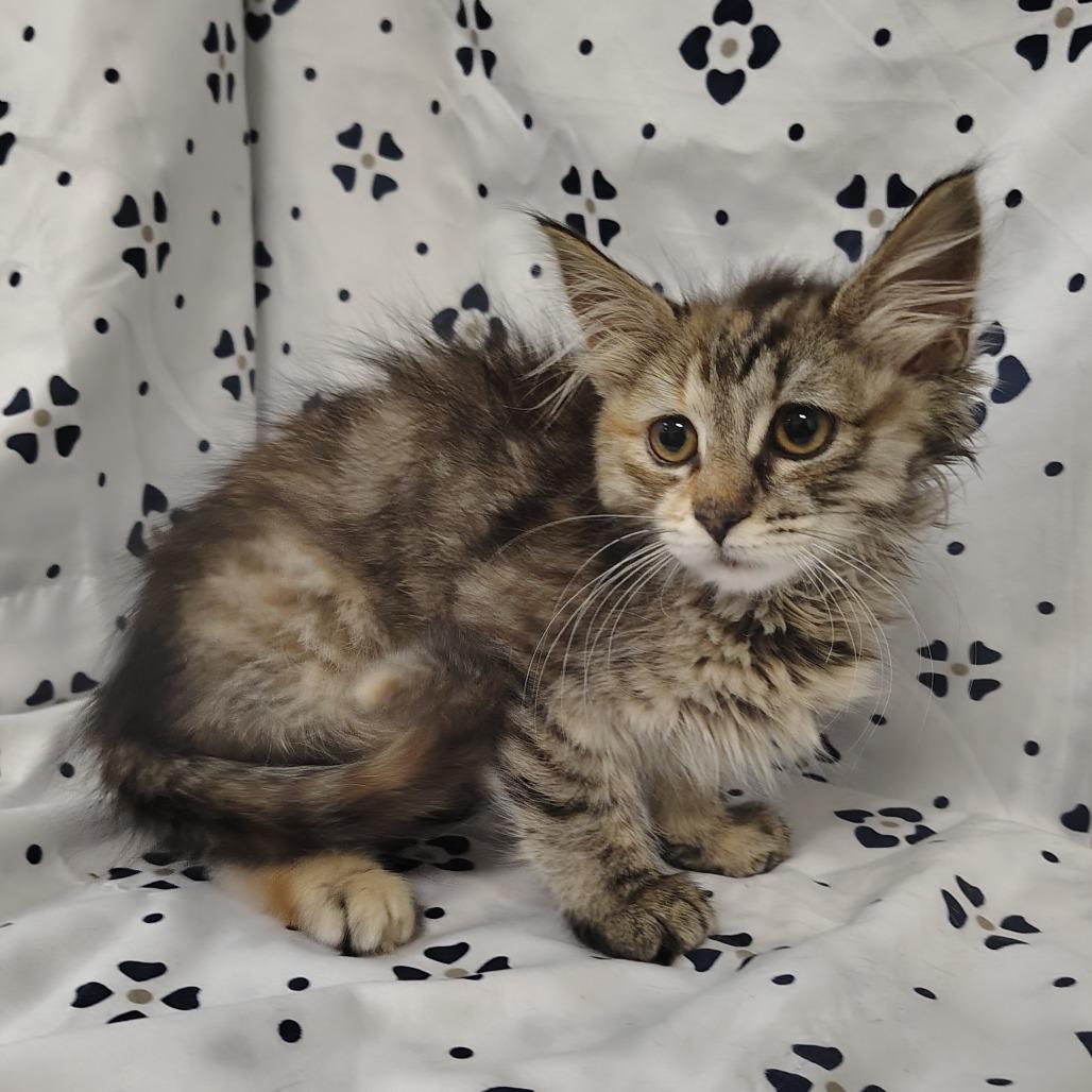Enlarge Arizona, a Adoptable Domestic Short Hair in Coos Bay, OR image 4/5