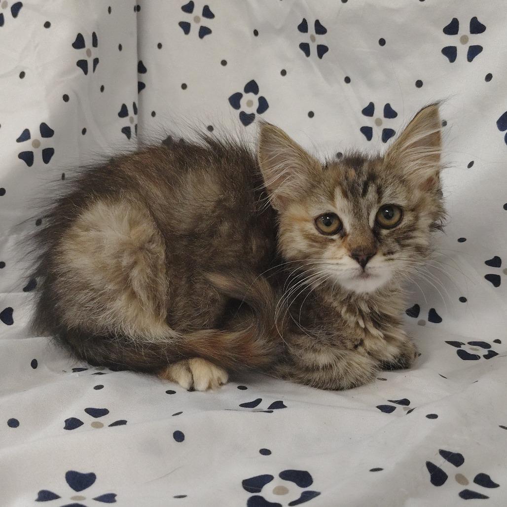 Enlarge Arizona, a Adoptable Domestic Short Hair in Coos Bay, OR image 5/5