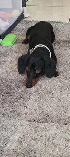 Hamilton - Logan UT, Adoptable, Young Male Dachshund.