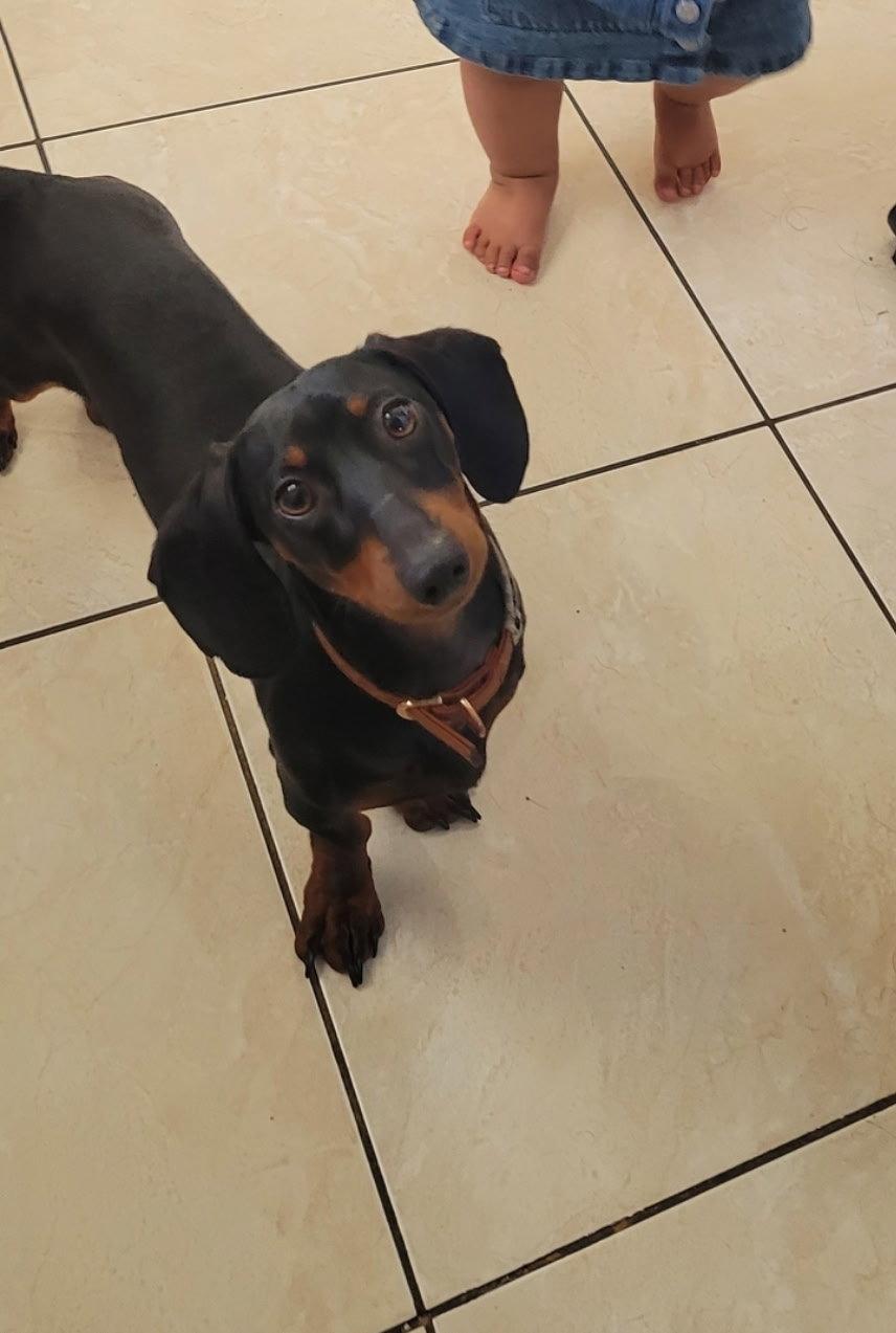Enlarge Hamilton - Logan UT, a Adoptable Dachshund in Los Angeles, CA image 2/2