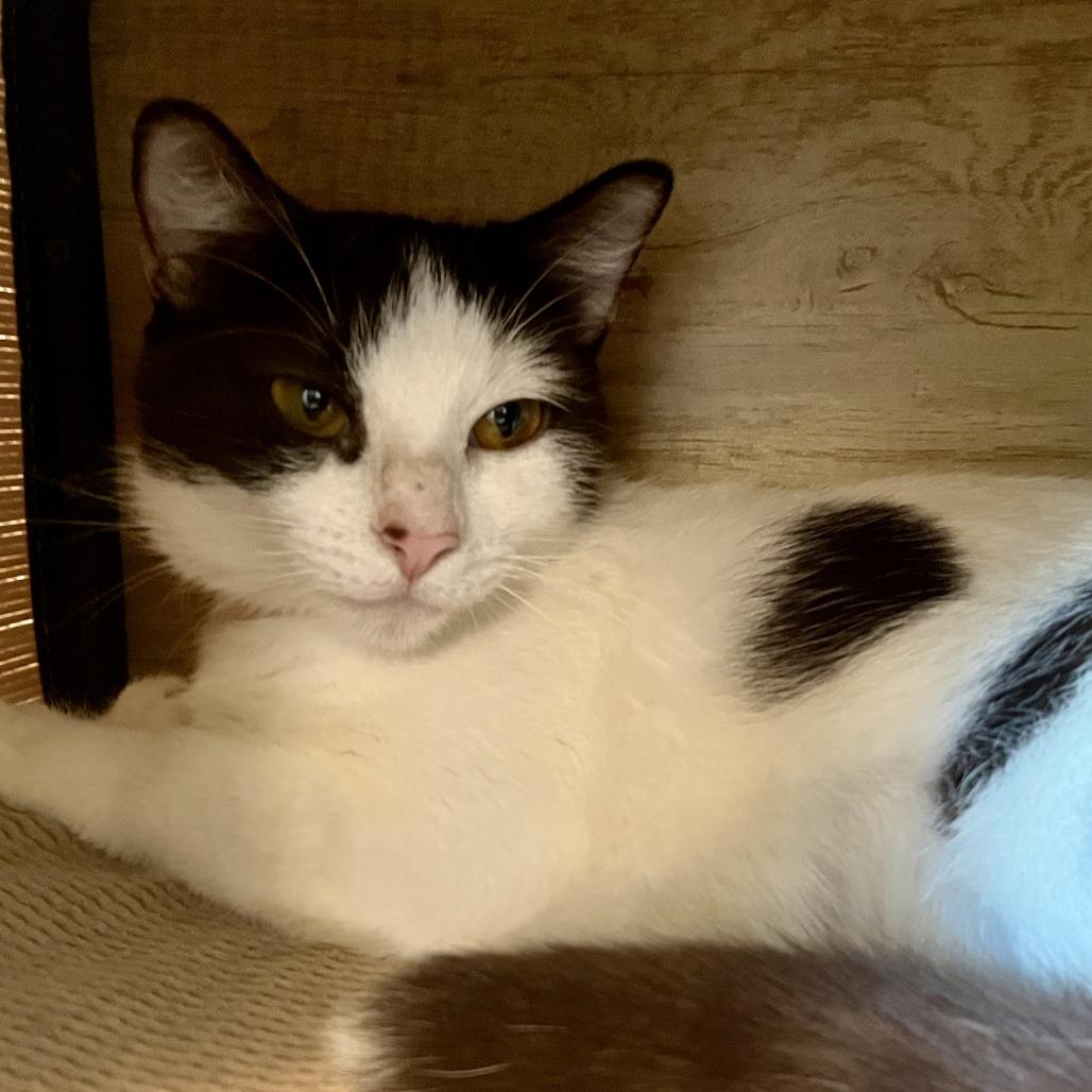 Enlarge Connie, a Adoptable Domestic Short Hair in Temecula, CA image 1/1