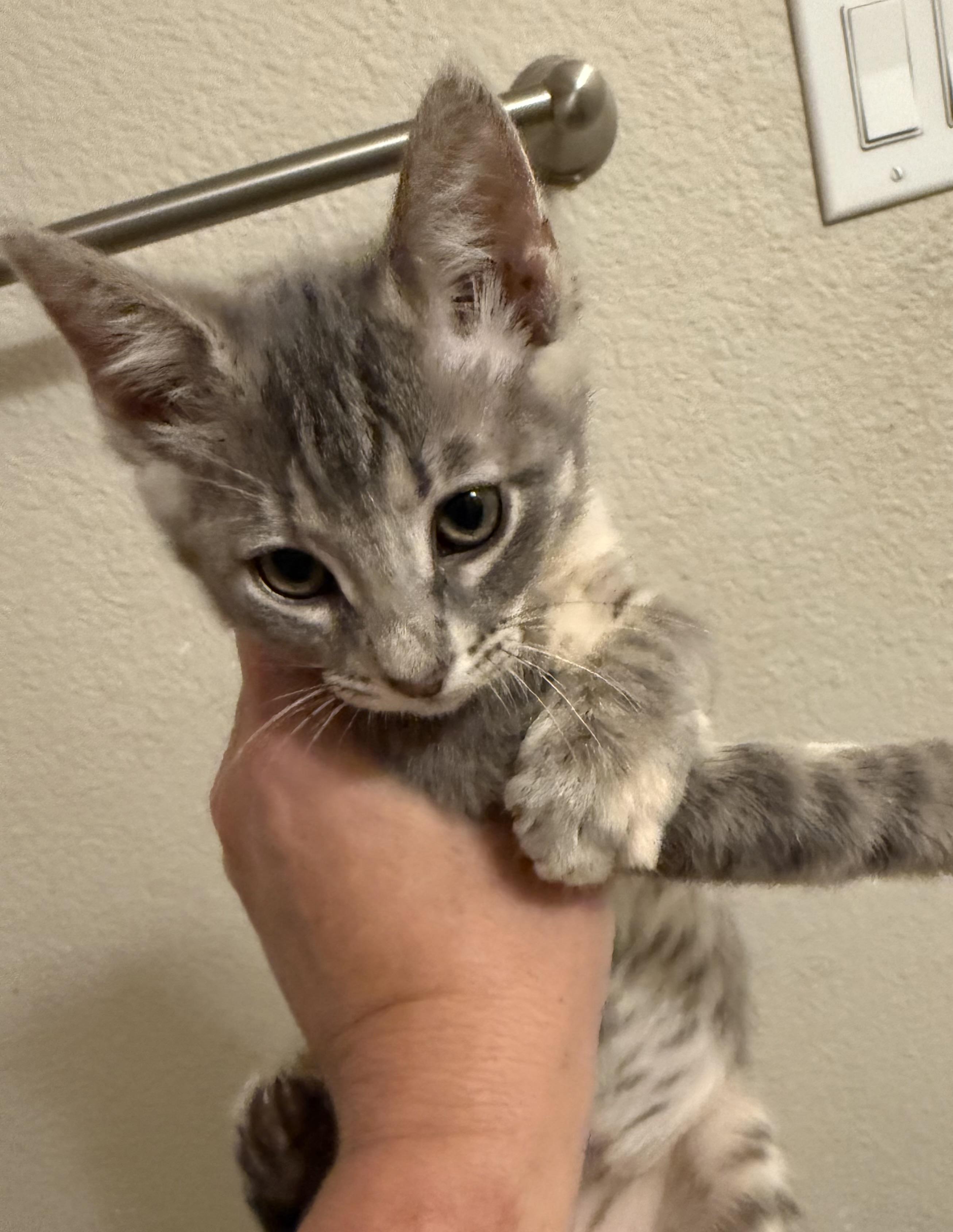 Sassy, Adopted, Kitten Female Domestic Short Hair.