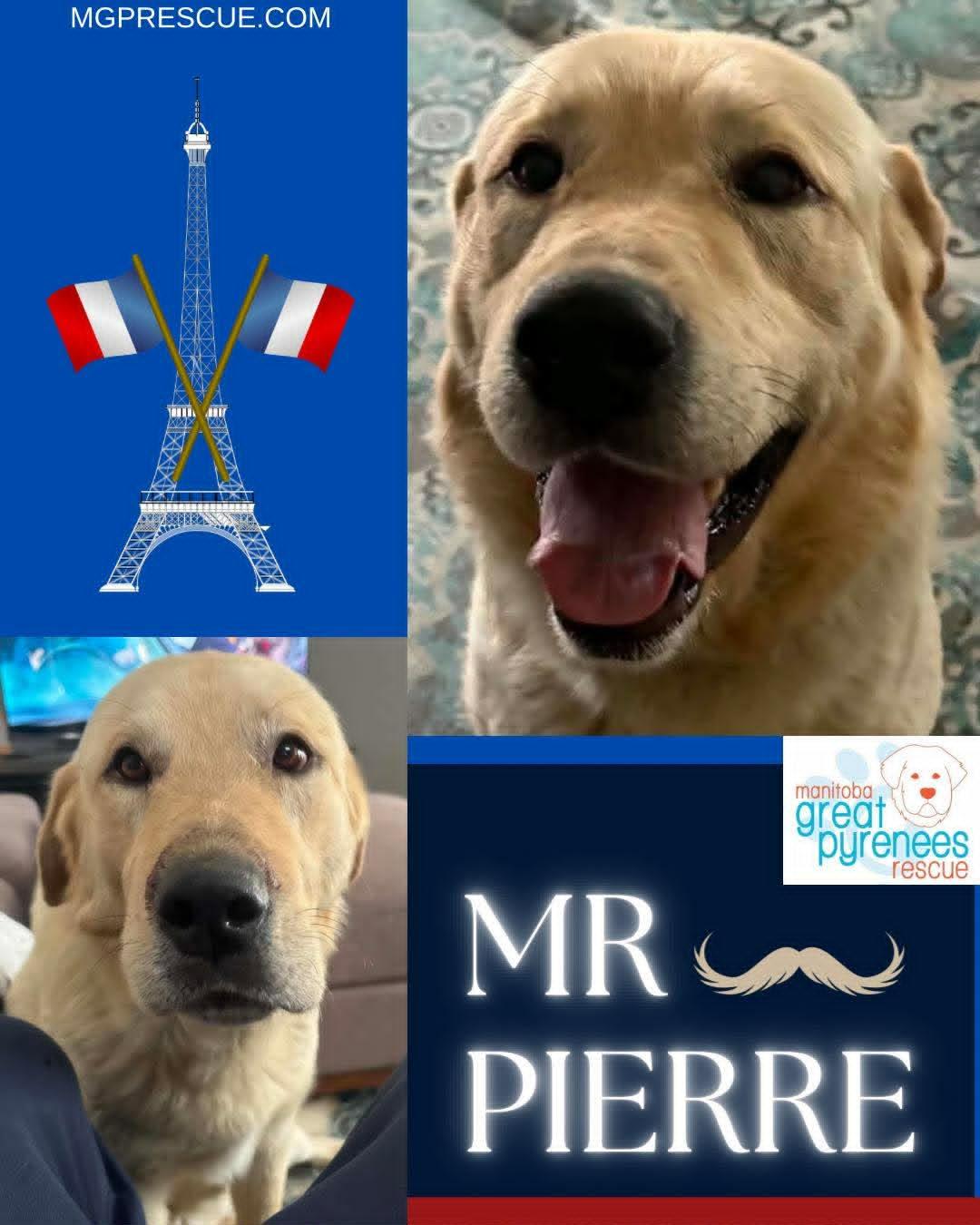 Mr. Pierre, ADOPTABLE, Young Male Golden Retriever.