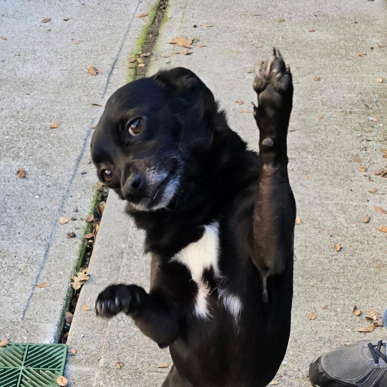 Mordecai 0125 — thumbnail 2