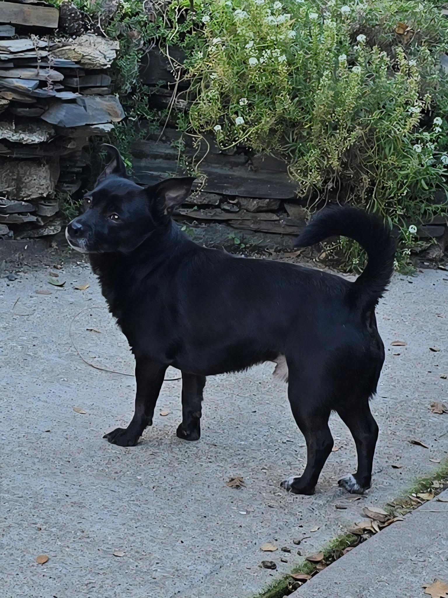 Mordecai 0125 — thumbnail 3