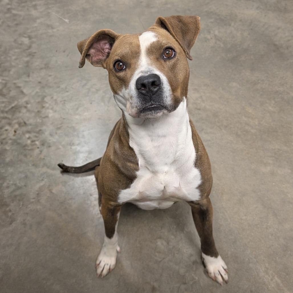 Barbara, Adoptable, Adult Female Mixed Breed.