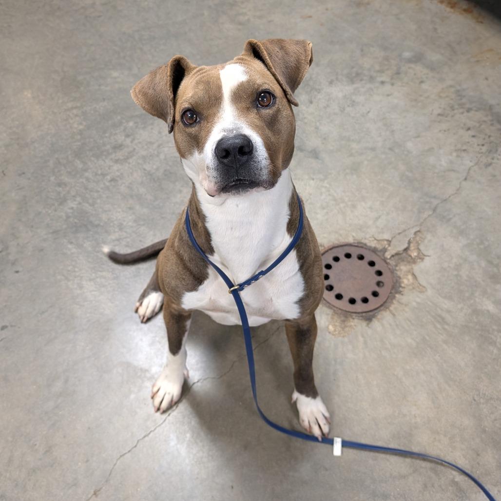 Barbara, Adoptable, Adult Female Pit Bull Terrier.