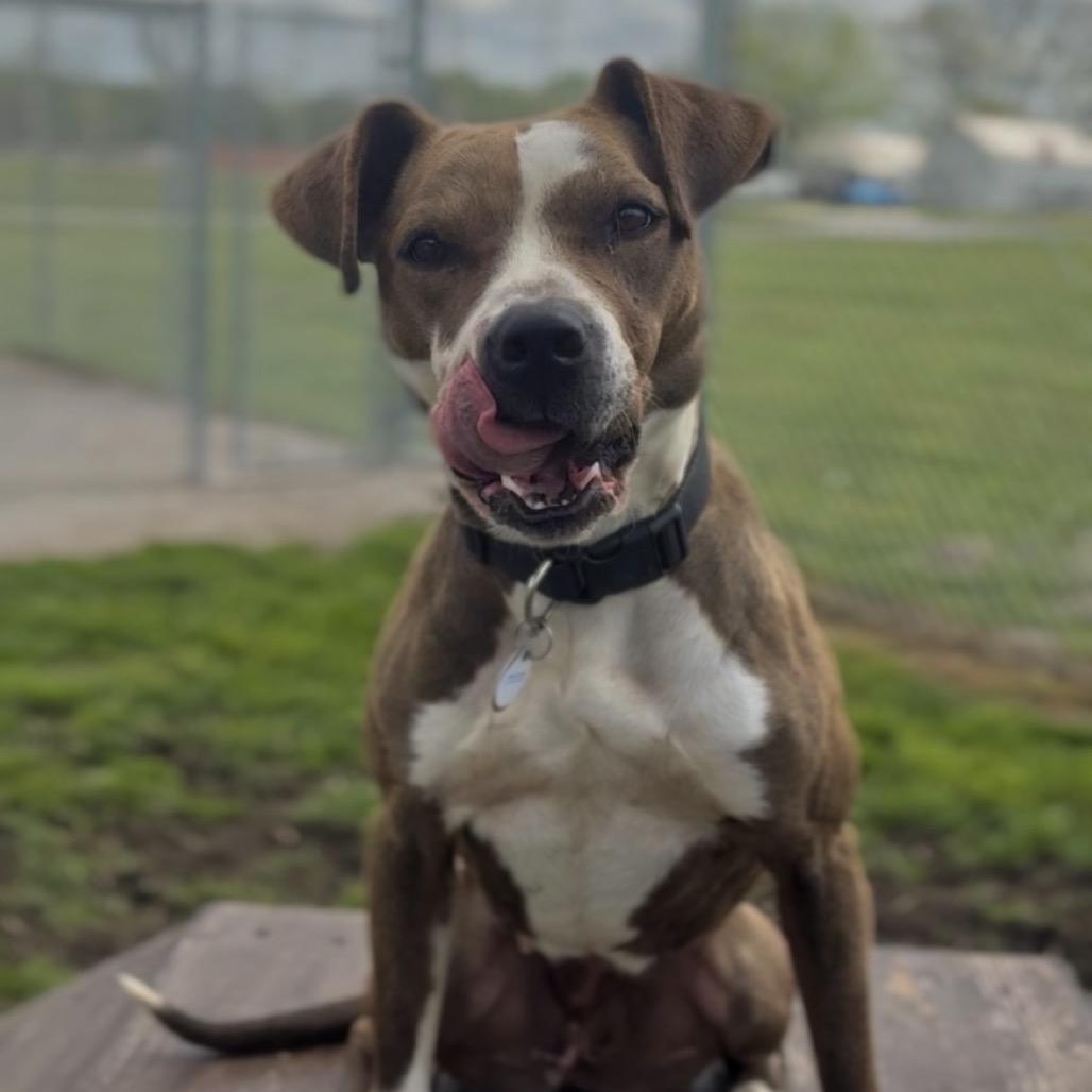 Enlarge Barbara, a Adoptable mixed breed in Independence, KS image 2/5