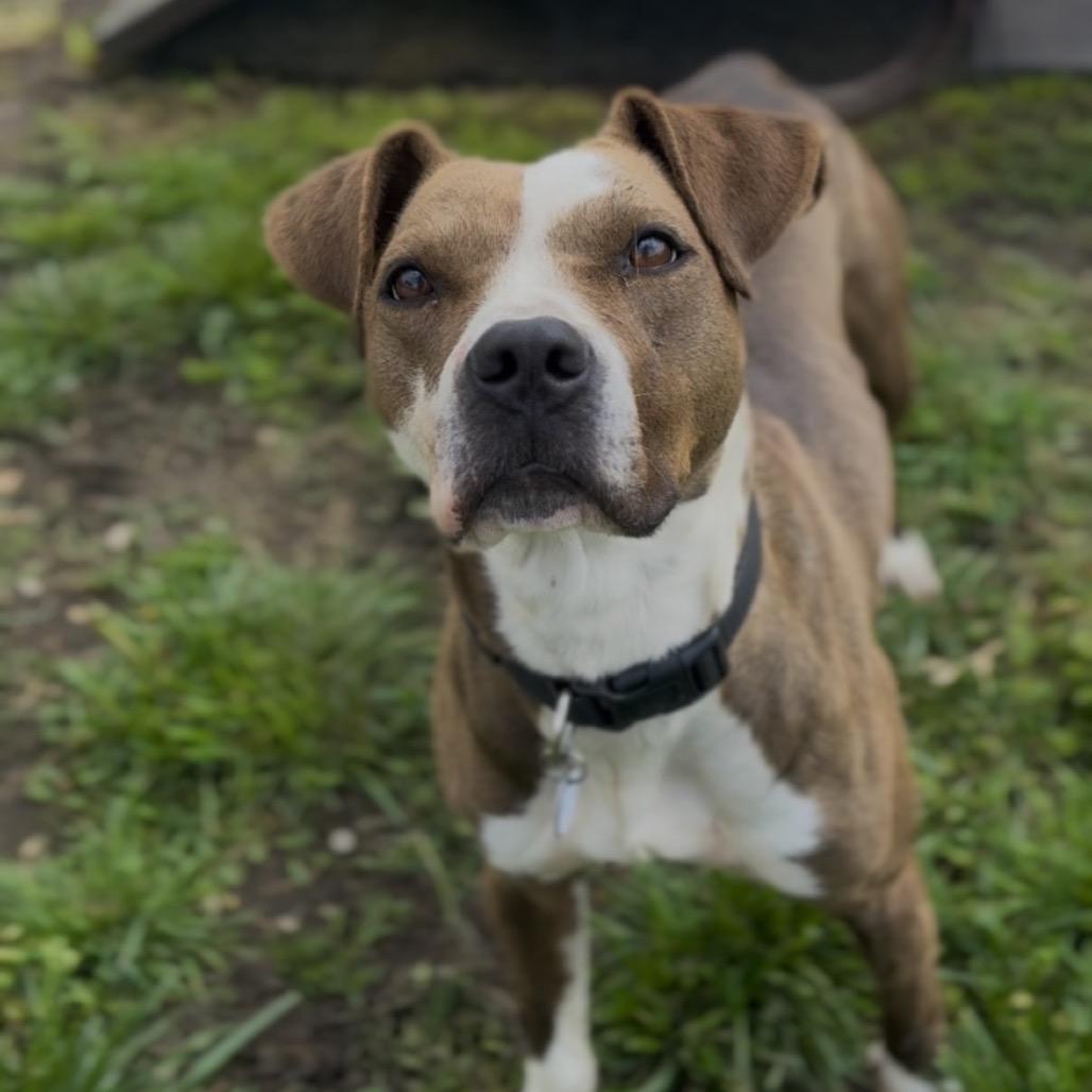 Enlarge Barbara, a Adoptable mixed breed in Independence, KS image 3/5