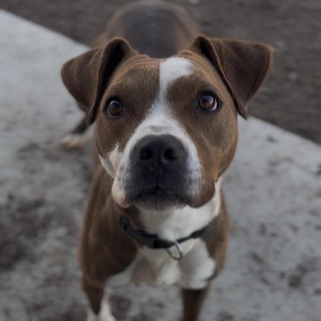 Enlarge Barbara, a Adoptable mixed breed in Independence, KS image 2/6