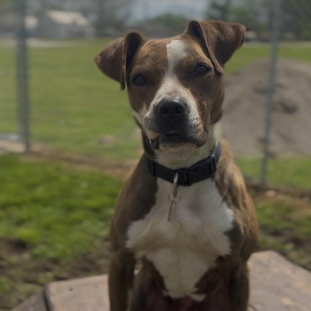 Enlarge Barbara, a Adoptable mixed breed in Independence, KS image 5/5