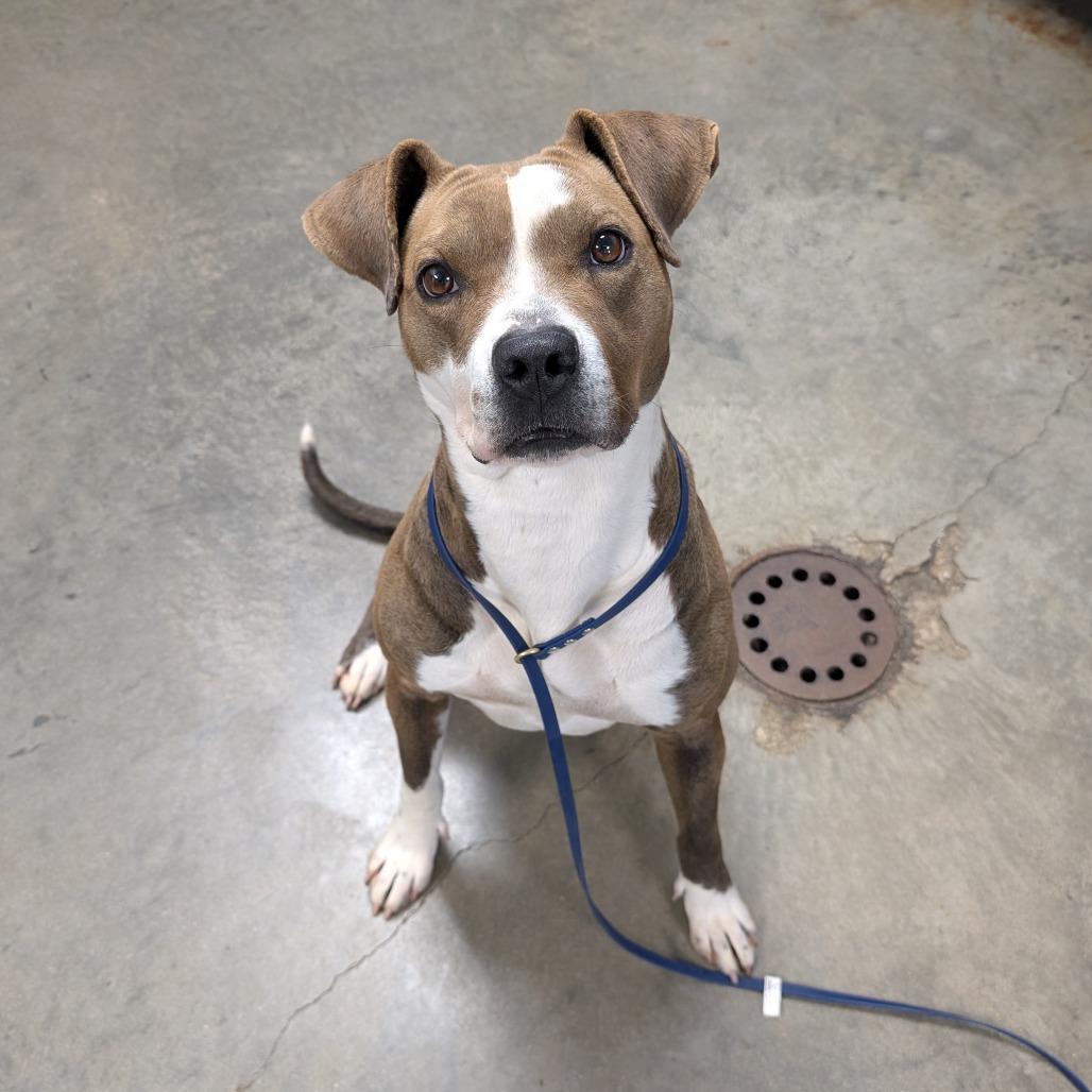 Enlarge Barbara, a Adoptable mixed breed in Independence, KS image 5/6