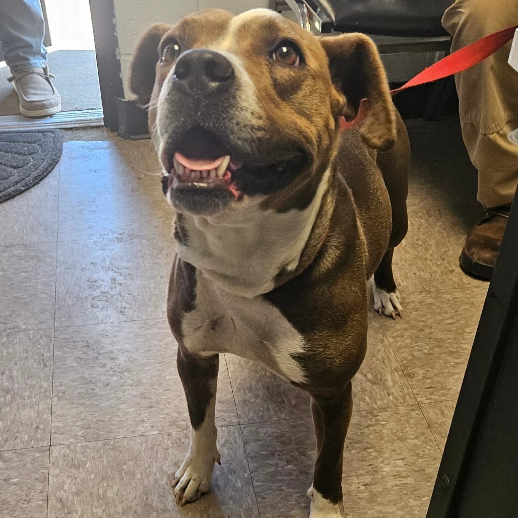 Enlarge Barbara, a Adoptable mixed breed in Independence, KS image 6/6