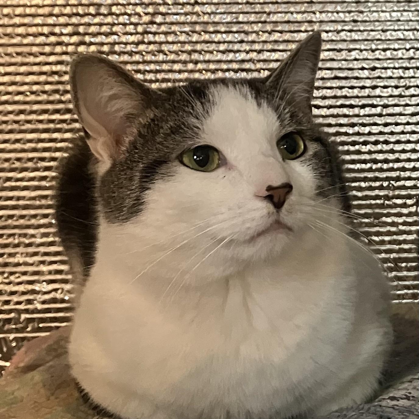 Enlarge Cloverdew, a Adoptable Tabby in Kent, OH image 4/4