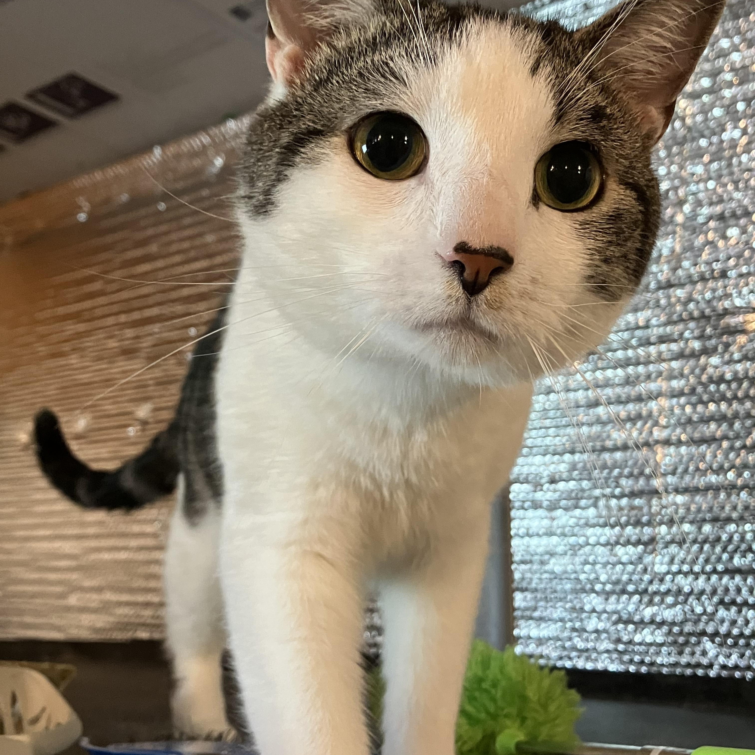 Cloverdew, Adoptable, Young Male Tabby.