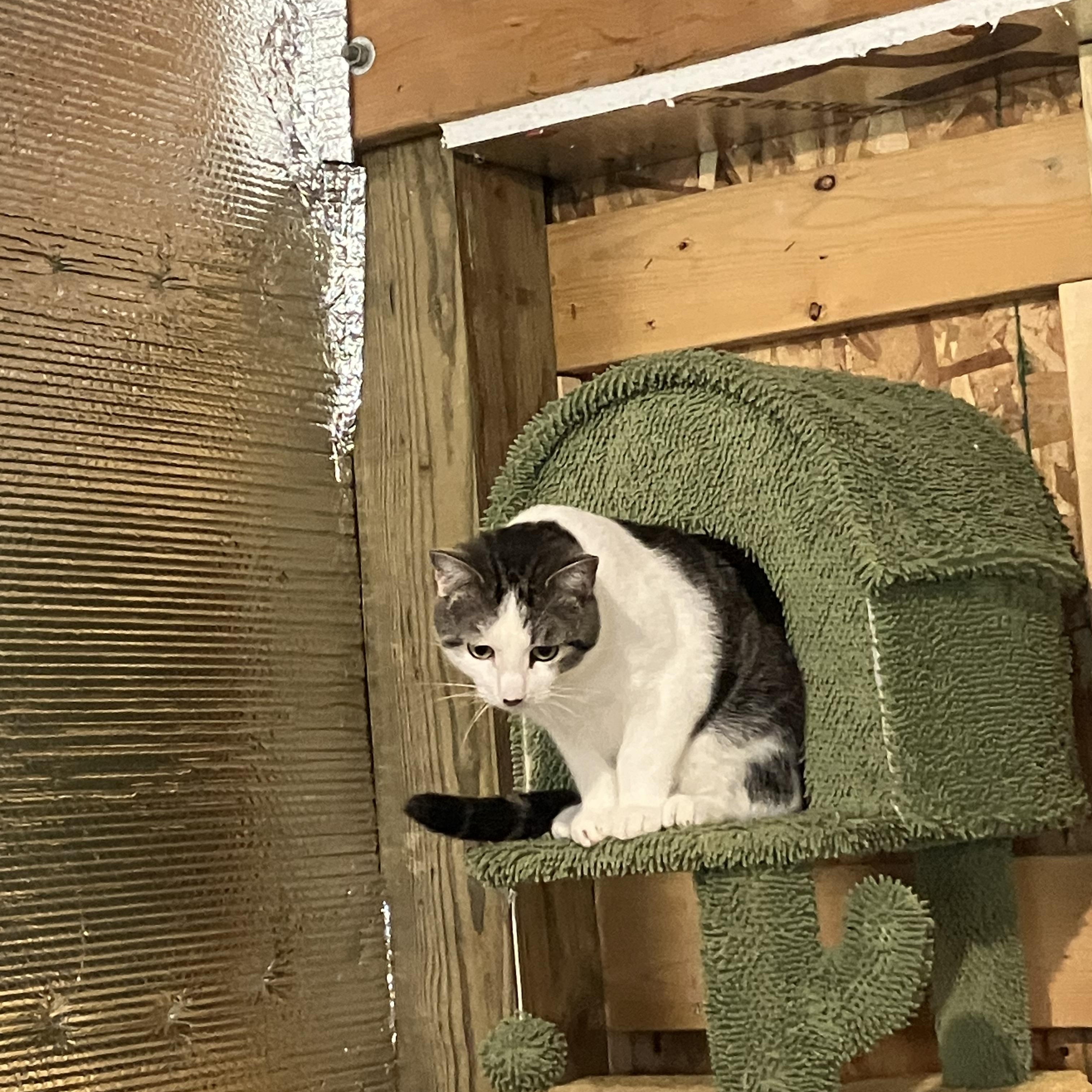 Enlarge Cloverdew, a Adoptable Tabby in Kent, OH image 3/4