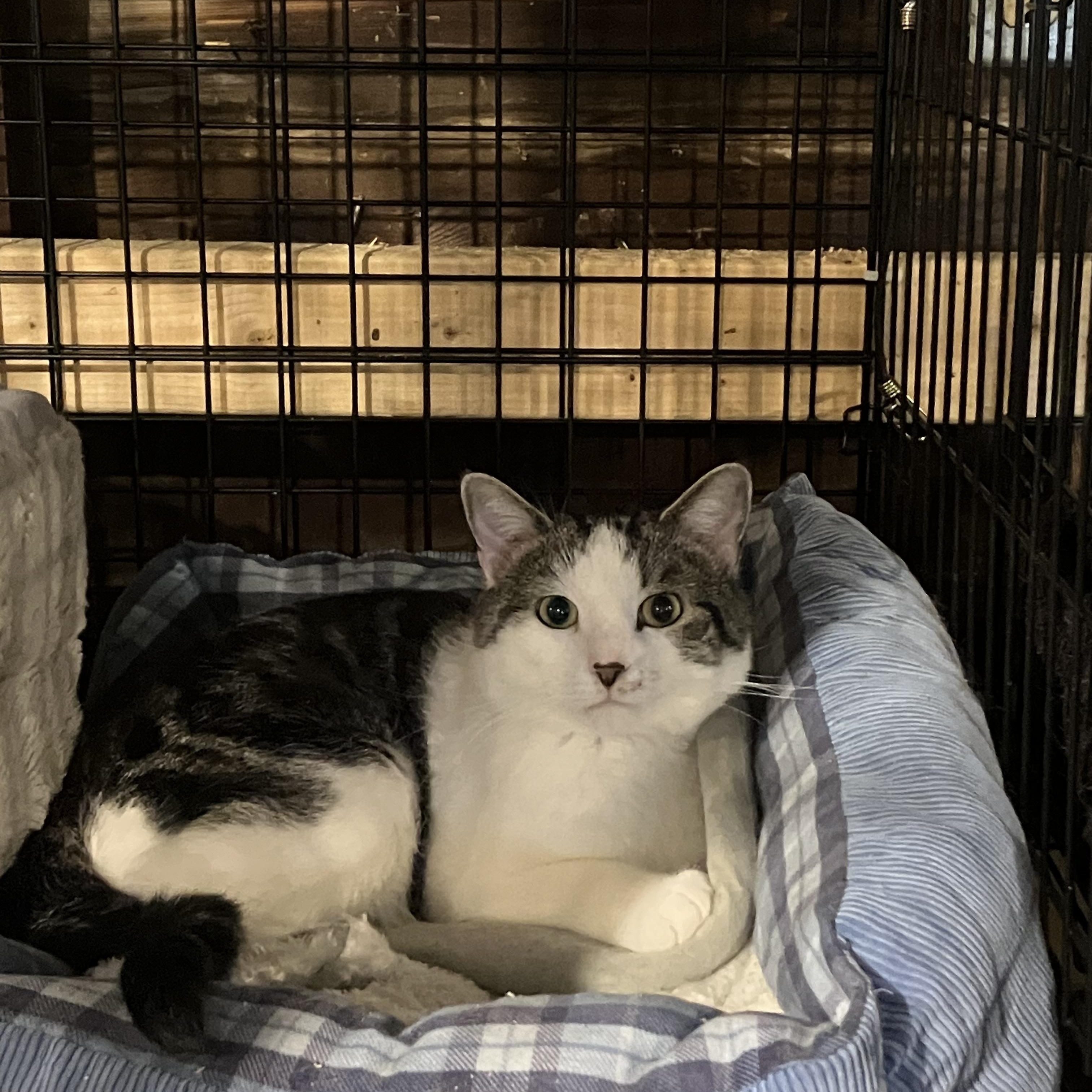 Enlarge Cloverdew, a Adoptable Tabby in Kent, OH image 2/4