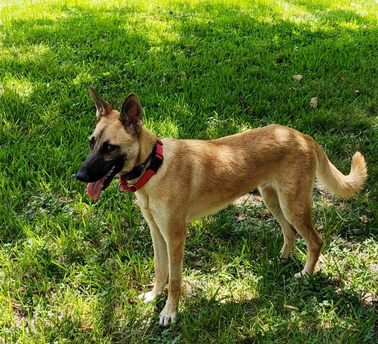 Enlarge Remi, a Adopted mixed breed in Baytown, TX image 1/6