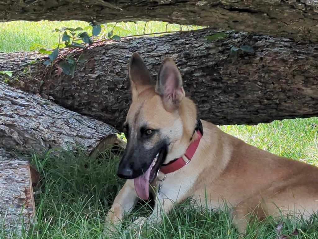 Enlarge Remi, a Adopted mixed breed in Baytown, TX image 2/6