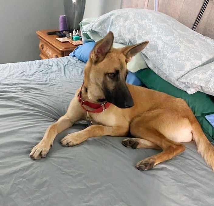 Enlarge Remi, a Adopted mixed breed in Baytown, TX image 3/6