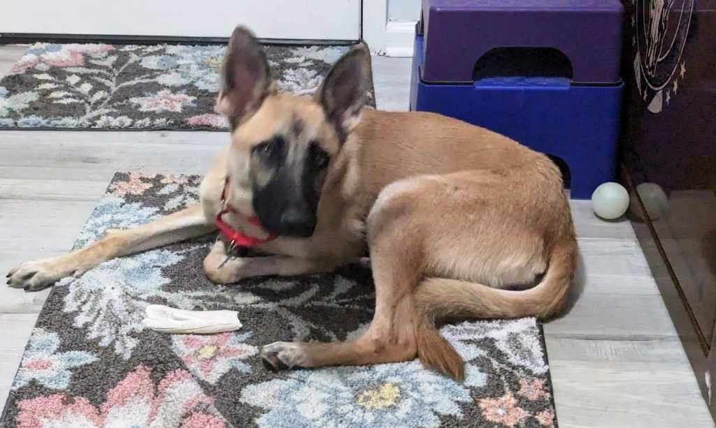 Enlarge Remi, a Adopted mixed breed in Baytown, TX image 4/6