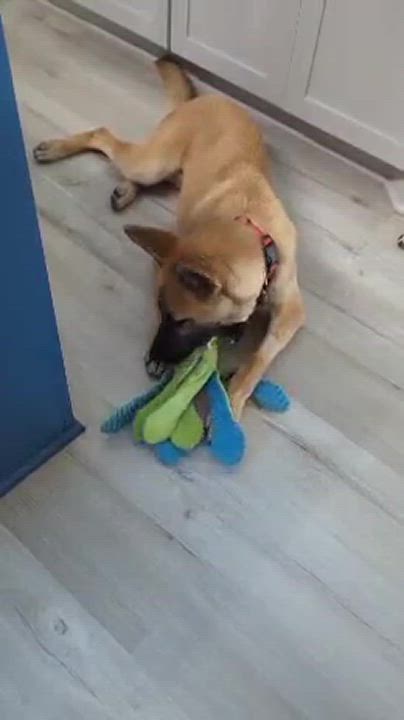 Enlarge Remi, a Adopted mixed breed in Baytown, TX video 6/6