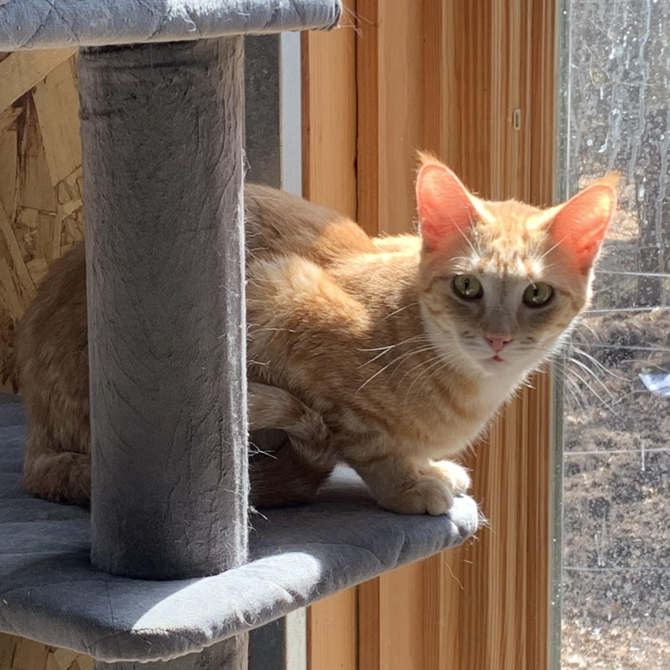 Cady, a ADOPTABLE Domestic Short Hair in Stockholm, WI image 3/3