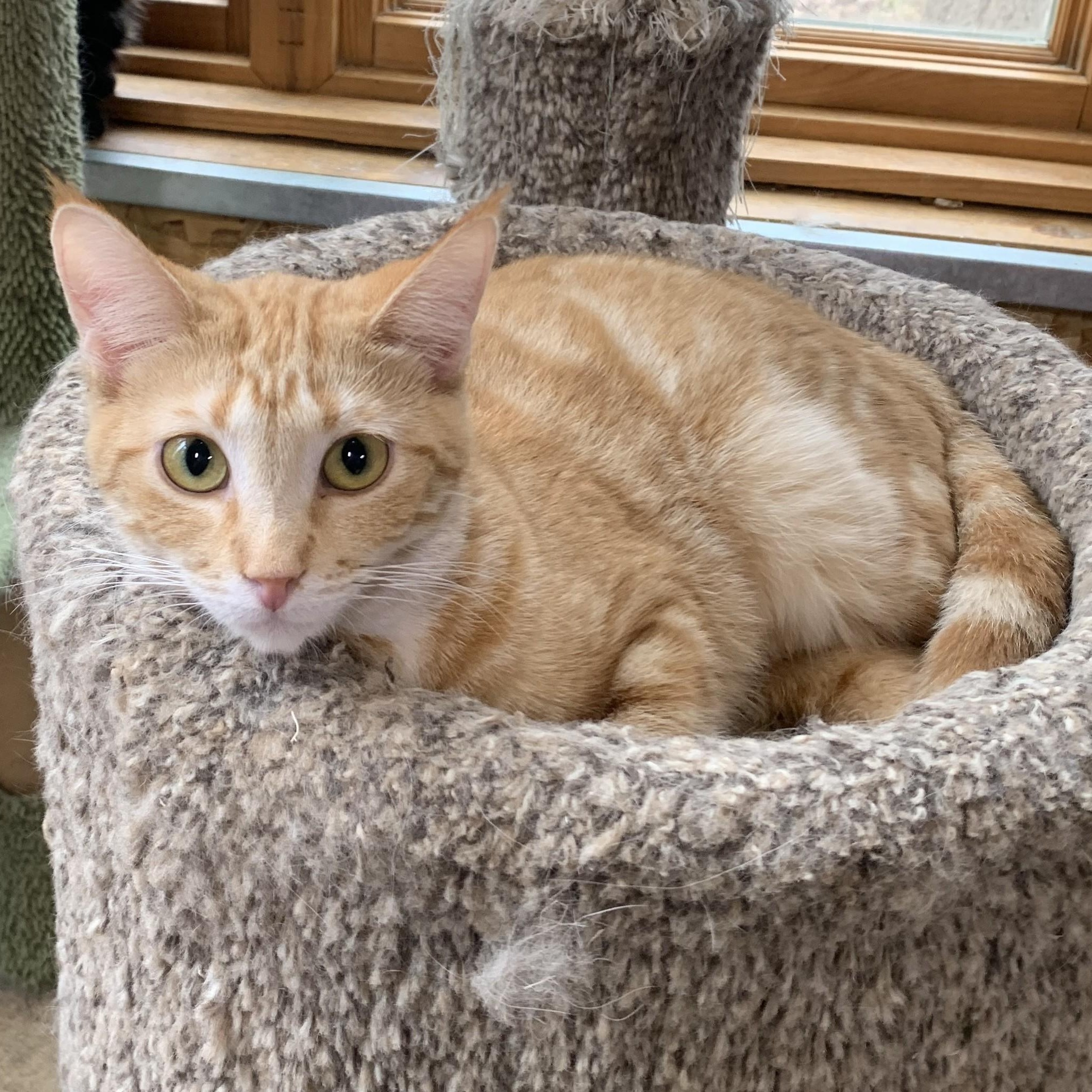 Cady, a ADOPTABLE Domestic Short Hair in Stockholm, WI image 2/3