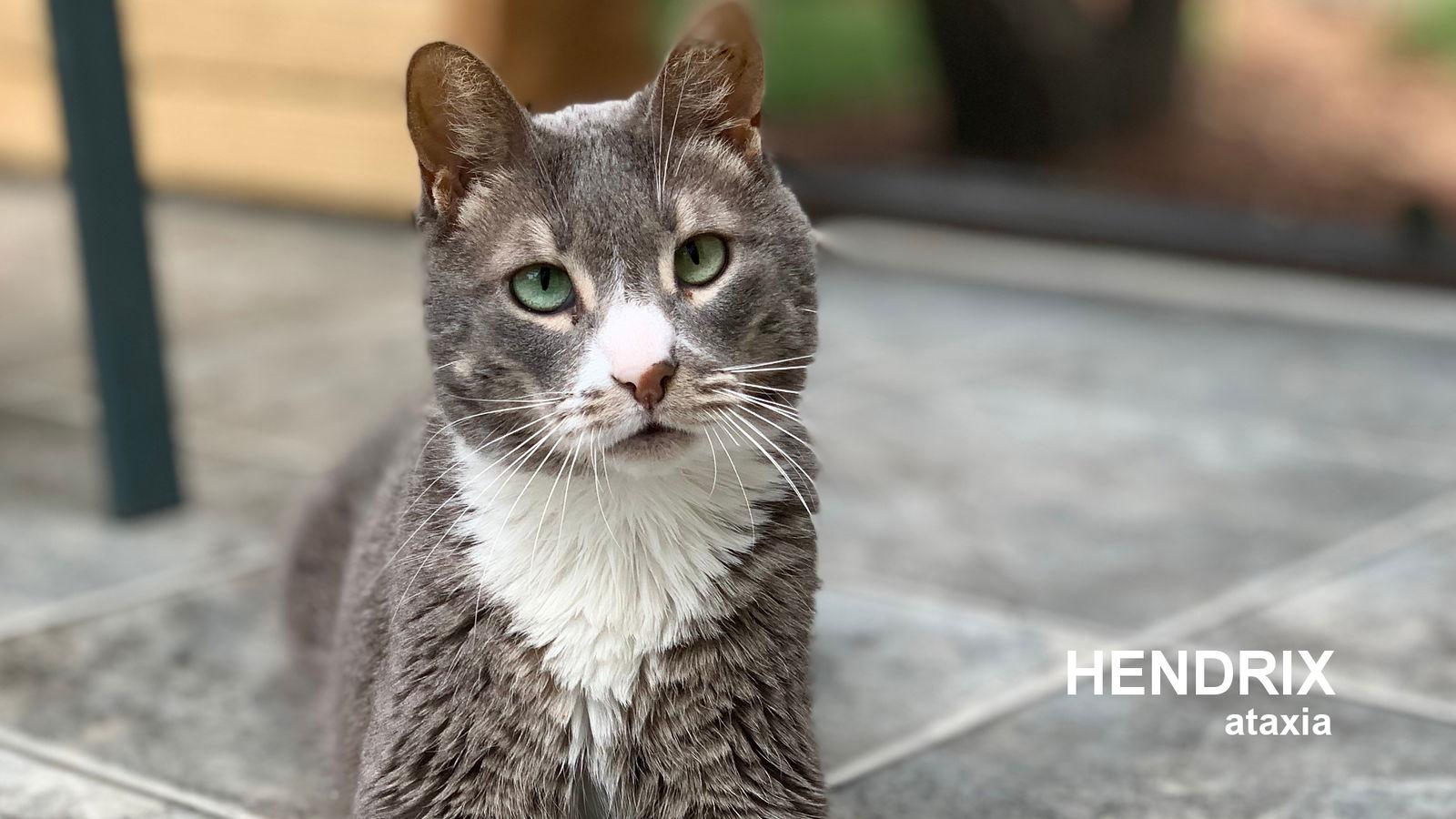 Hendrix, Adoptable, Senior Female Domestic Short Hair.